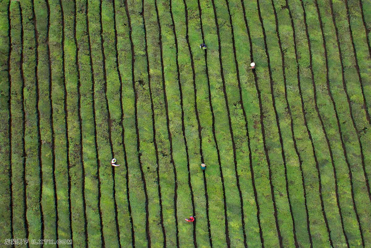 浙江东阳，工人在茶叶种植园采摘茶叶 - 20150325
